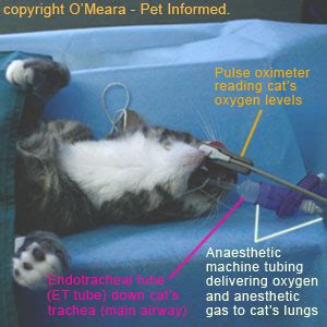 Spaying Procedure - A pictorial guide to cat spaying surgery.