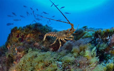 Ghost Fishing Gear Is Suffocating Ocean Life Greenpeace Aotearoa