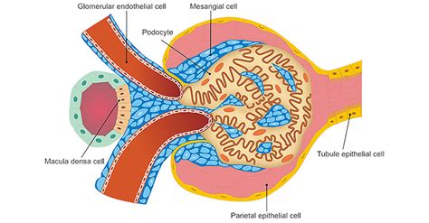 Get An Overview Of Kidney Cells Cusabio