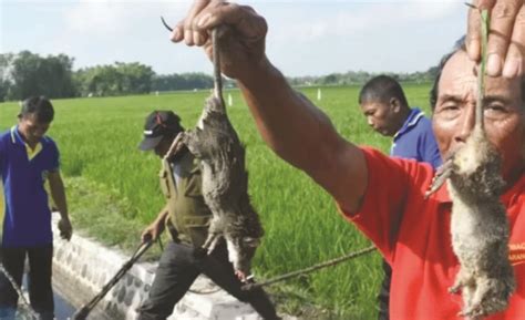 Hama Tikus Serang Hektare Sawah Di Karawang Indoposco