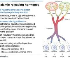 Releasing And Inhibiting Hormones Are Produced By The Quizlet