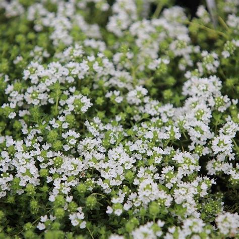 Thymus Serpyllum Snowdrift Creeping Thyme Or Thymus Serpyllum Snowdrift