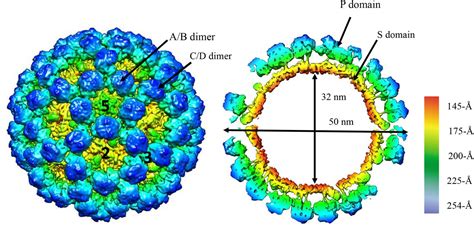 Norovirus Structure Diagram