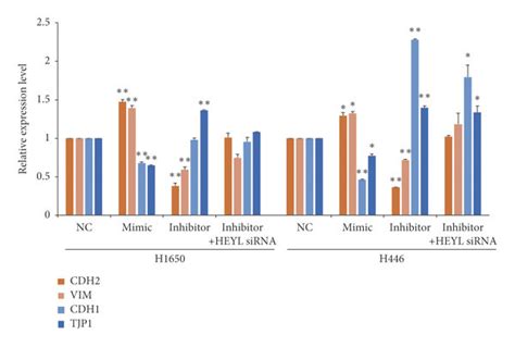 Heyl Is The Downstream Target Of Mir 665 In Lung Cancer Cells A