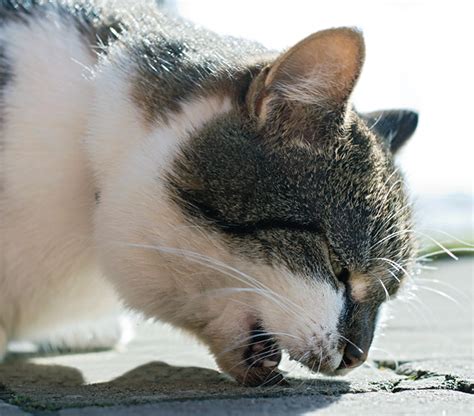 Trichobezoar Means “Hairball” - Catwatch Newsletter