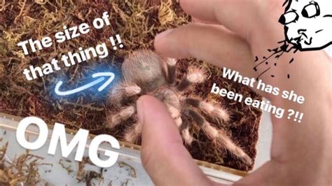 Unboxing A Big Bottom Tarantula With A Can Opener Youtube