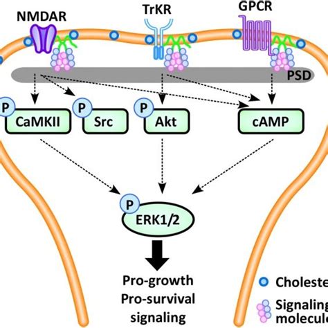 In The Neuron Pro Survival Signaling Occurs Via Multiple Synaptic