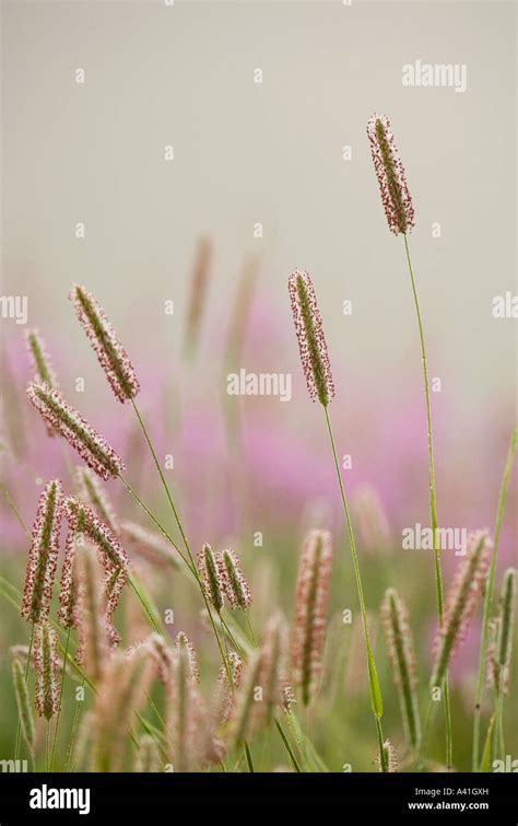 Timothy Grass Phleum Pratense Flowering Grasses In Misty Old Field