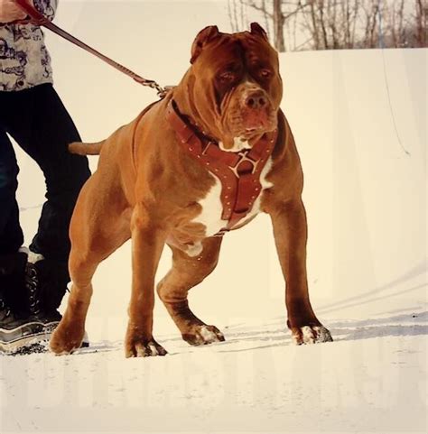 Meet The Hulk The World S Largest Pit Bull