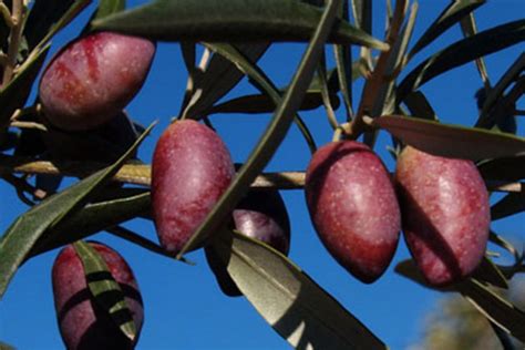 Tipos De Aceitunas Y Sus Aceites Descubre Las Variedades