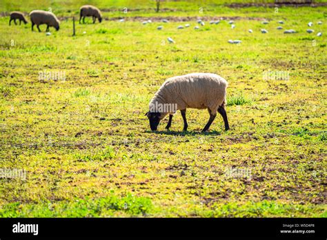 Sheep Farm Australia Hi Res Stock Photography And Images Alamy