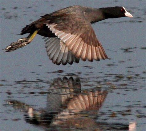 Cute Coot of Baikka Beel: 'And yet he was as bald as a coot' | The ...