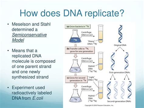 PPT Molecular Genetics Chapter 4 PowerPoint Presentation Free