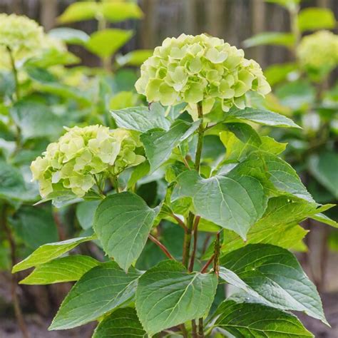 Plante D Hortensia Dans Le Jardin Hydrangea Paniculata Panicle