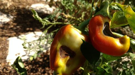 Sacramento Digs Gardening Whats Causing Those Brown Spots On My Peppers