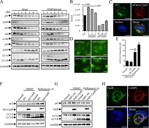 Coxiella Burnetii Plasmid Effector B Promotes LC3 II Accumulation And