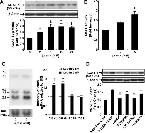 Leptin Modulates ACAT1 Expression And Cholesterol Efflux From Human