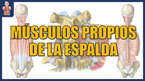 Musculos Anatomia Del Sacro