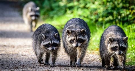 Why Would a Raccoon Be Out During the Day? | Critter Stop