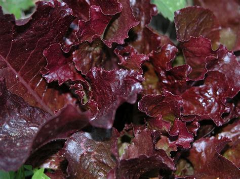 Lactuca Sativa Butterhead Butterheads Cos Head Lettuce Lactuca