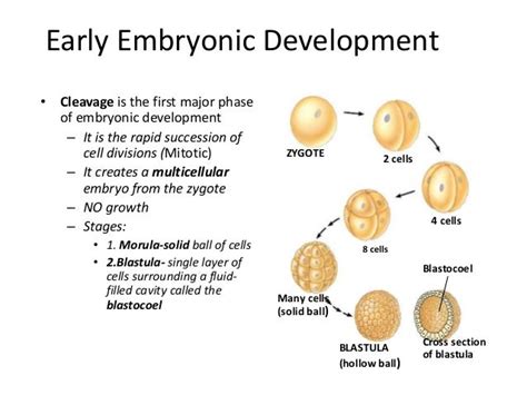 Cleavage Implantation Of The Embryo And Bilaminar