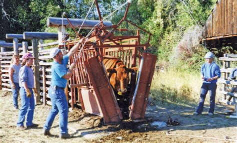 Safety reminders when working cattle