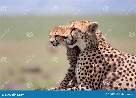 Cheetah Mother And Cub Stock Photo | CartoonDealer.com #18949746