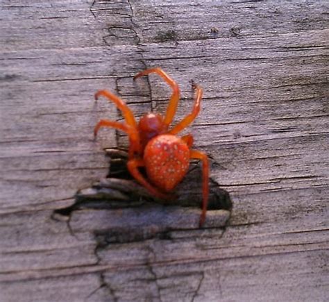 Orange Spider Araneus Iviei