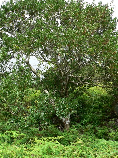 Ilex Rotunda Thunb Plants Of The World Online Kew Science