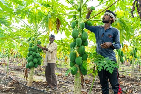 Organic Farming Ensures That Nature Stays Clean And Rich If We Visit