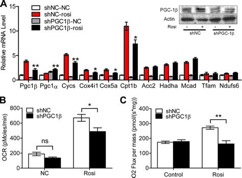 PGC 1 Is Required For Rosi Induction Of Mitochondrial Function In