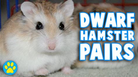 Here Are The Four Hamster Breeds You Should Consider