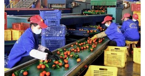 Famous Lipu Sugar Orange In China Lipu Promotes Quality Improvement