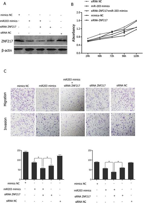 Functional Effects Of Znf Downregulation And Mir Upregulation On