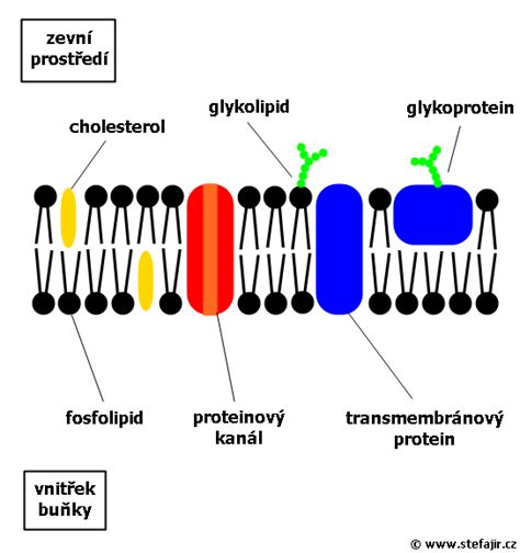 Cytoplazmatická membrána | Medicína, nemoci, studium na 1. LF UK