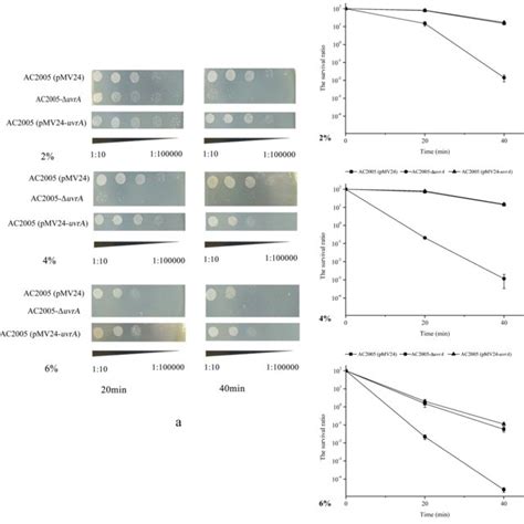 Effect Of Uvra Expressions On Acetic Acid Tolerance A The Bacterial Download Scientific