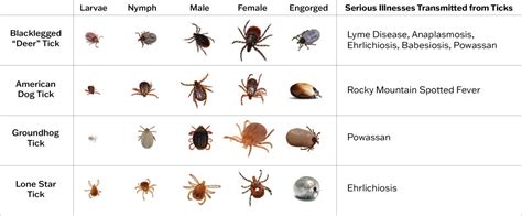 Keep yourself safe from ticks