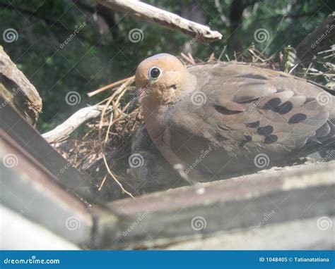 Mourning Dove On Nest Royalty Free Stock Photo - Image: 1048405