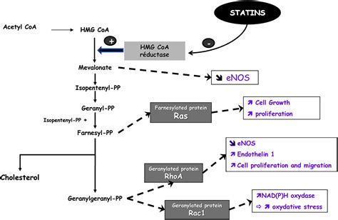 Effect Of Statin Therapy On Colorectal Cancer Gut