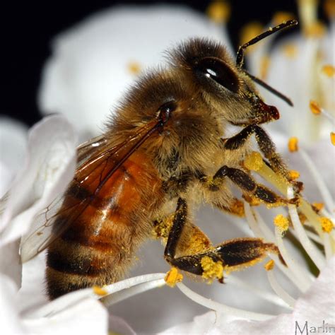 Honey Bee Apis Sp North American Insects And Spiders