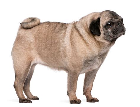 Pug Side Stock Photos Pictures And Royalty Free Images Istock