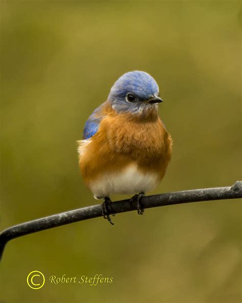 Eastern Bluebird | BirdForum