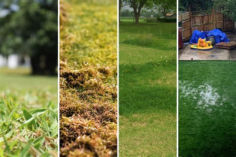 11 Lawn Stress Symptoms Time To Call Professionals