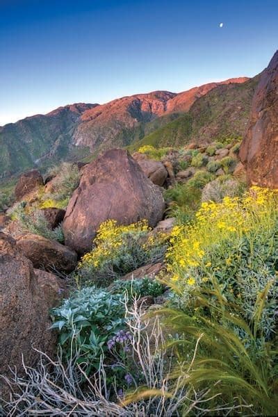 Coachella Valley Wildflower Festival Starts Bloomin’ Season