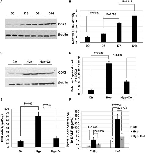 Frontiers Celecoxib Protects Hyperoxia Induced Lung Injury Via Nf B