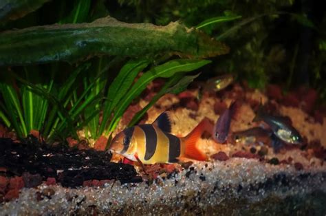 Clown Loach Care: A Complete Guide with Breeding, Feeding, and More