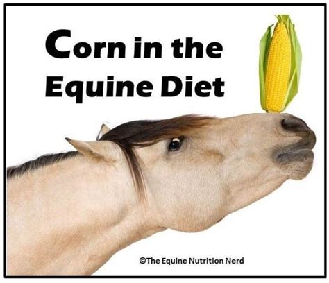 Corn In The Equine Diet The Equine Nutrition Nerd