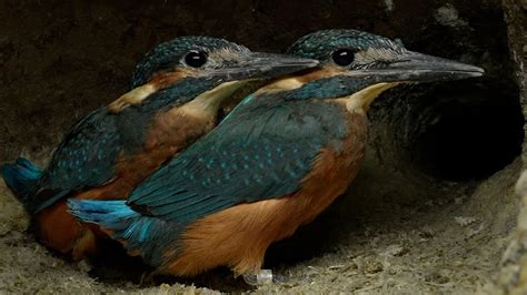 Kingfisher Dad Gets Chicks To Fly 4k Discover Wildlife Robert E