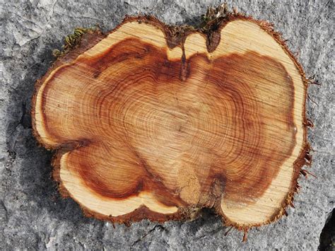 Encens Bois De Cade Encens Naturel Des Alpes