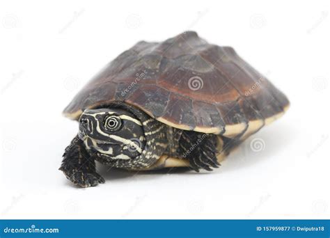 de malayaanse malayemys macrocephala  een soort schildpad